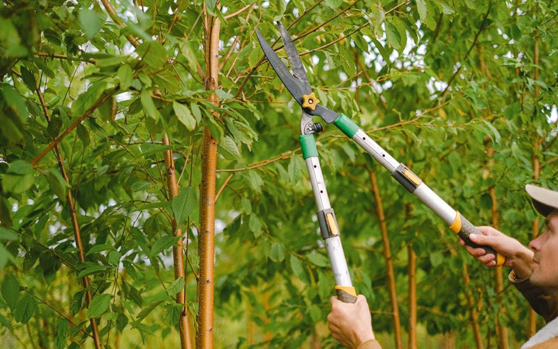 Tree trimming in South Williamson, KY
